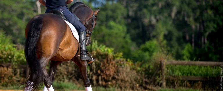 Dressage horse practicing in an outdoor arena