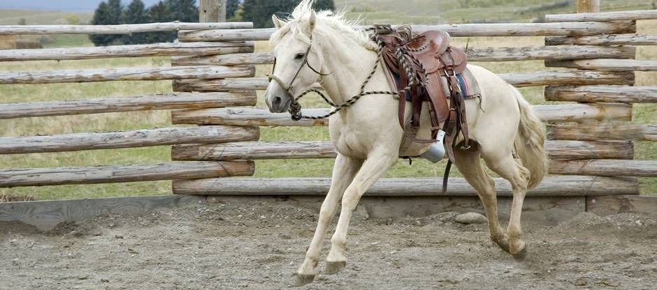 Horse bucking under saddle