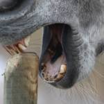 Cribbing horse