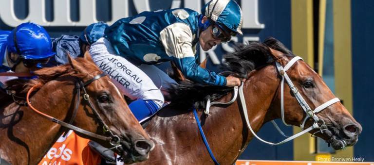 Horses racing in the Blue Diamond Stakes