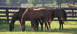 Three horses grazing in a pasture
