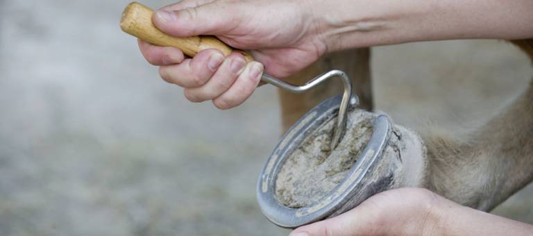 Picking out a horse's hoof