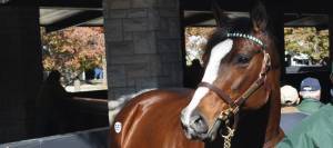 Yearling at sale