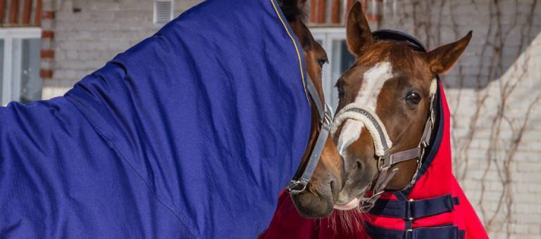 Horses touching noses