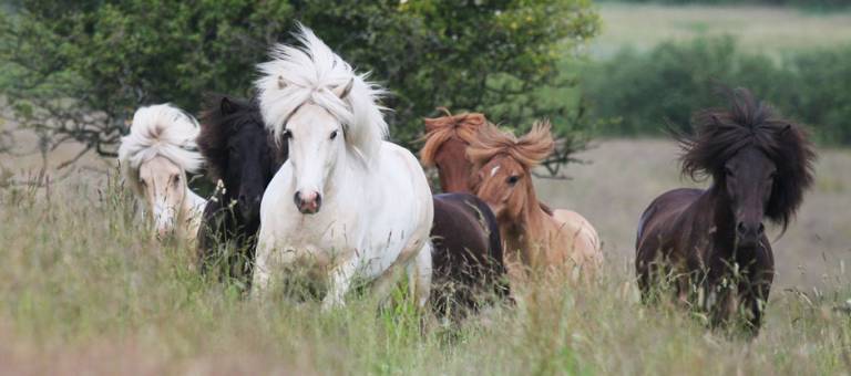 Icelandic horses running in field