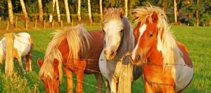 Ponies looking over fence