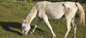 Extremely skinny horse