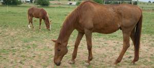 Thin horse grazing in pasture