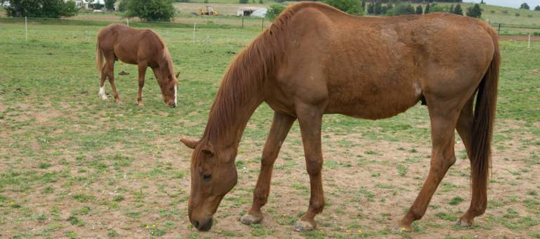 Thin horse grazing in pasture