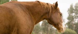 Drowsy quarter horse standing outside