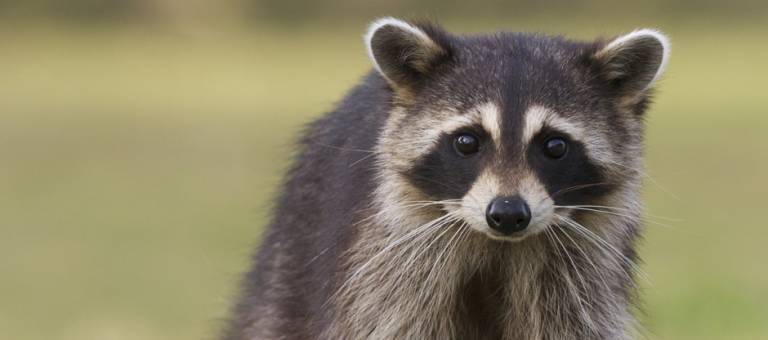 Raccoon