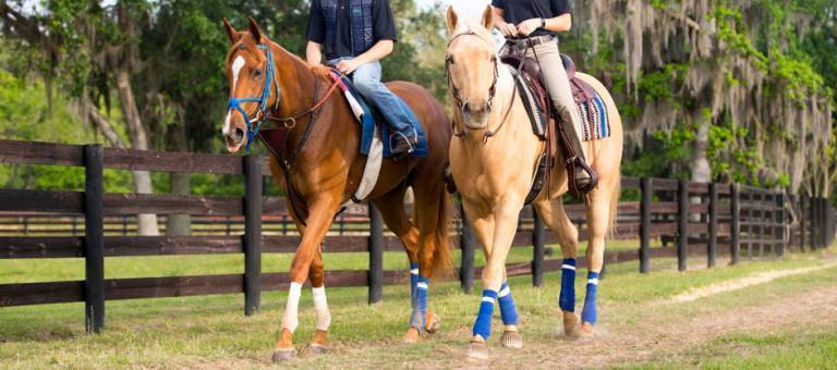 Racehorse walking on a farm path with a pony horse.