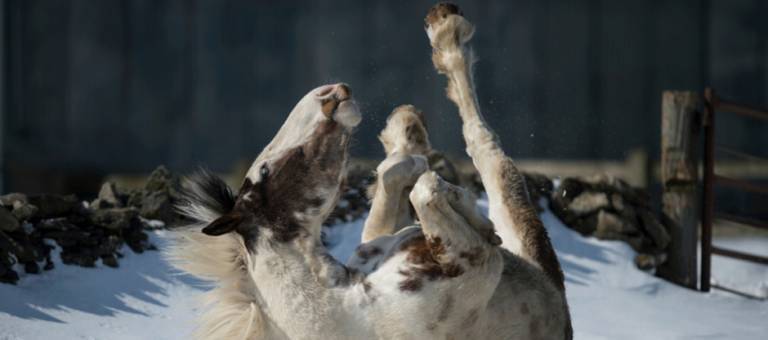 Horse rolling in snow