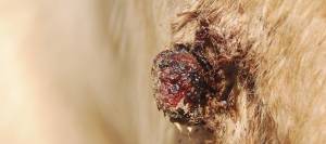 Facial Sarcoid Tumor