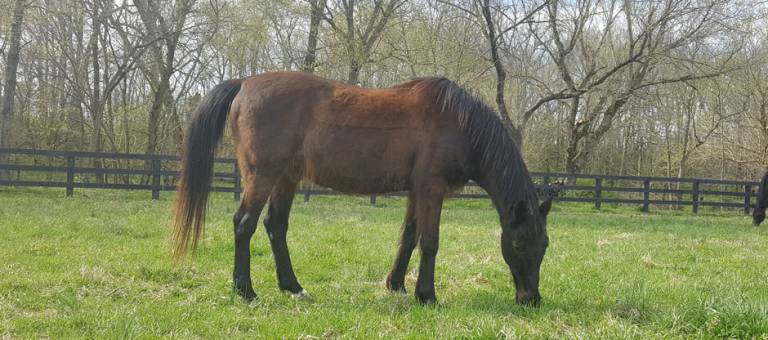Hairy, senior horse with PPID, or Equine Cushing's, grazing in a pasture.