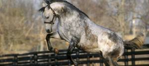 Stallion playing in paddock