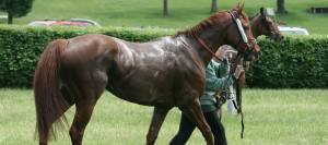 Sweaty steeplechase racehorse being led after race.