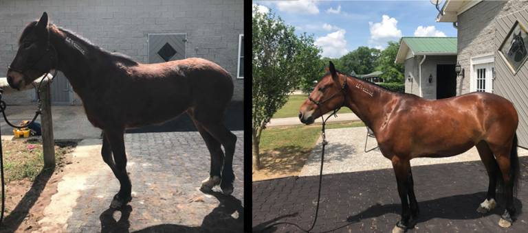 Paisley Before and After Photos