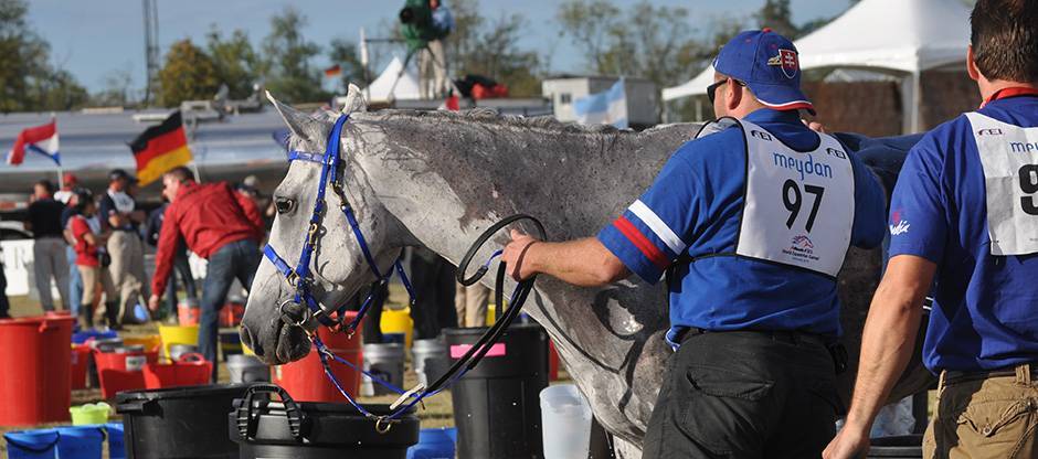 Endurance horse cooling out at finish