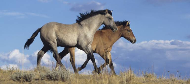 wild horses