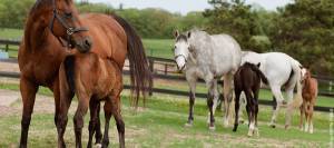 Mares and foals in a field.