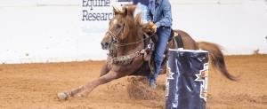 Barrel racing horse nutrition
