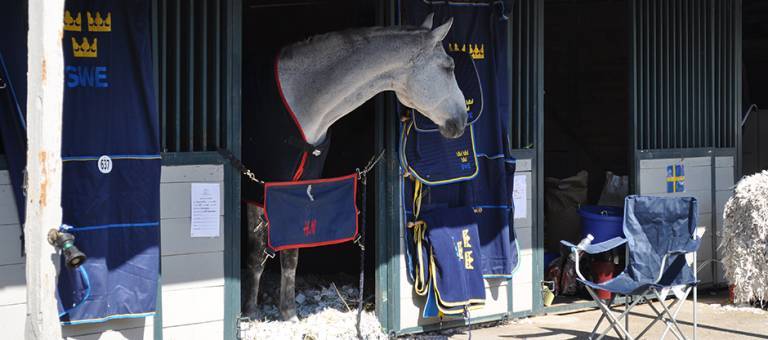 Paper bedding at WEG 2010