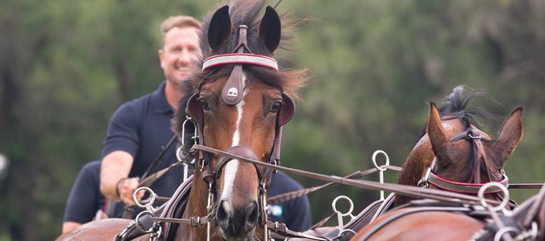 Chester Weber combined driving horses