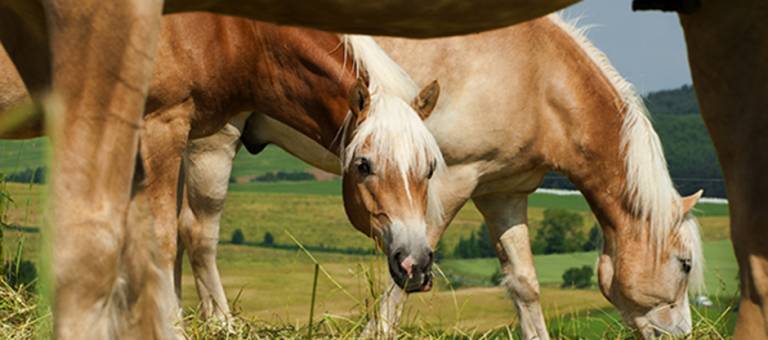 Haflinger ponies grazing in pasture
