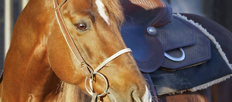 Sorrel Quarter Horse in Western Tack